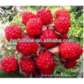 Raspberry Extract for sale